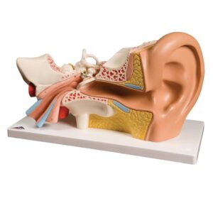 Ear model