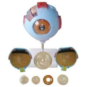 Giant Eye Model