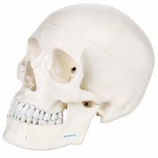 3-Part Human Skull Model